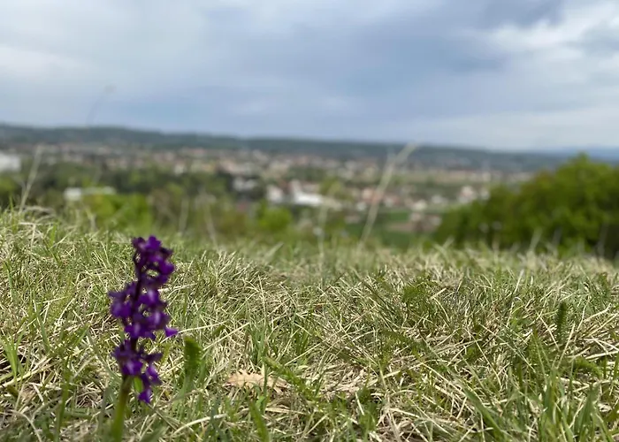 Mina Apartment Mataruska Banja