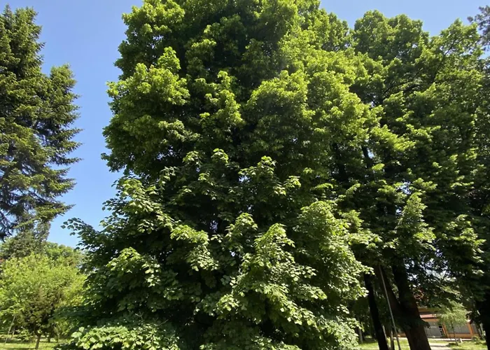 Apartment Mina Mataruska Banja